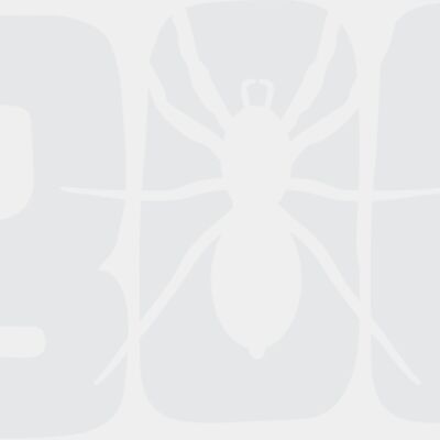 Boo Spider Thumbnail